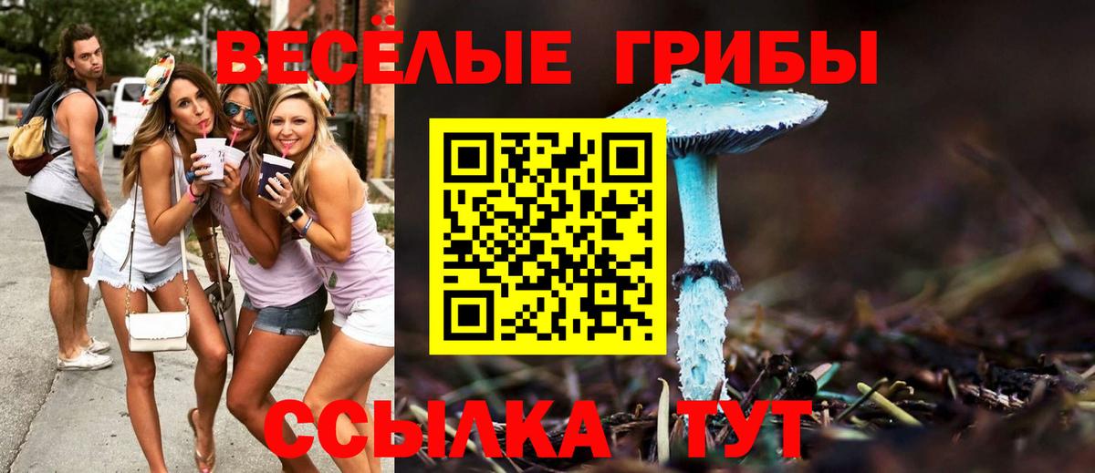 Галлюциногенные грибы Psilocybine cubensis Луга